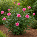 Eleganza® Beverly™ Hybrid Tea Rose