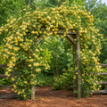 Yellow Lady Banks Rose