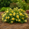 Lemon Drift® Rose