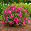 Oso Easy Peasy® Rose
