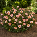 Peachy Knock Out® Rose
