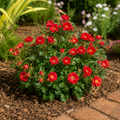 Petite Knock Out Rose