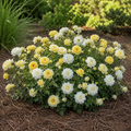 Popcorn Drift® Rose
