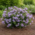 Pretty Polly® Lavender Rose