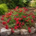 Red Drift® Rose