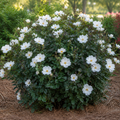 White Knock Out® Rose
