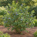 Sharpblue Southern Highbush Blueberry