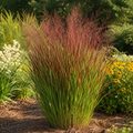 Shenandoah Switchgrass