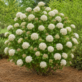 Fragrant Snowball Viburnum