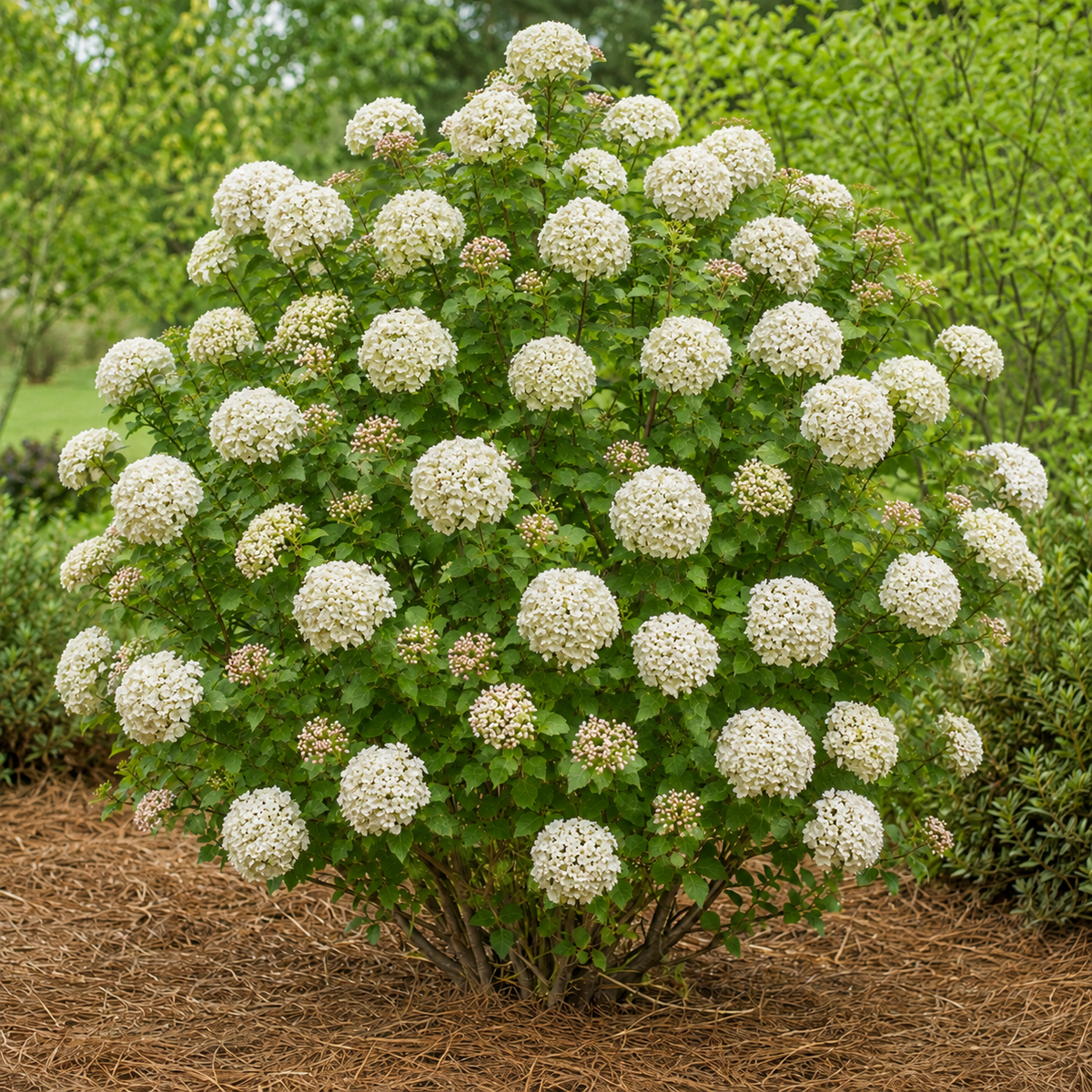 Fragrant Snowball Viburnum