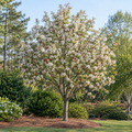 Sugar Tyme Crabapple
