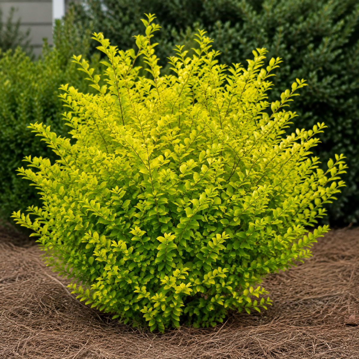 Sunshine Ligustrum