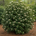 Suspensum Viburnum