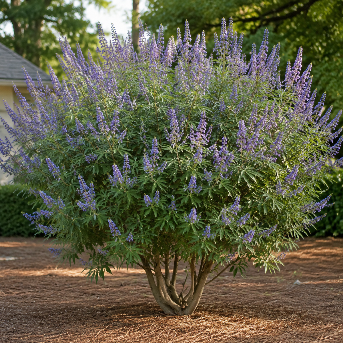 Vitex Shoal Creek