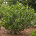 Wax Myrtle