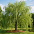 Weeping Willow