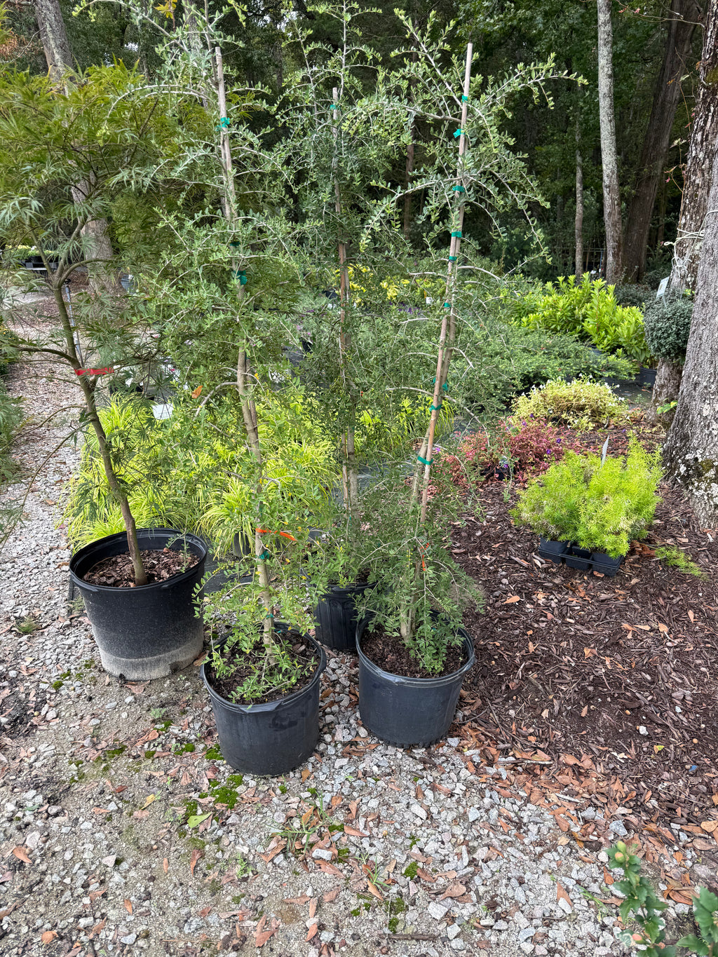 Weeping Yaupon Holly