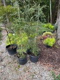 Weeping Yaupon Holly