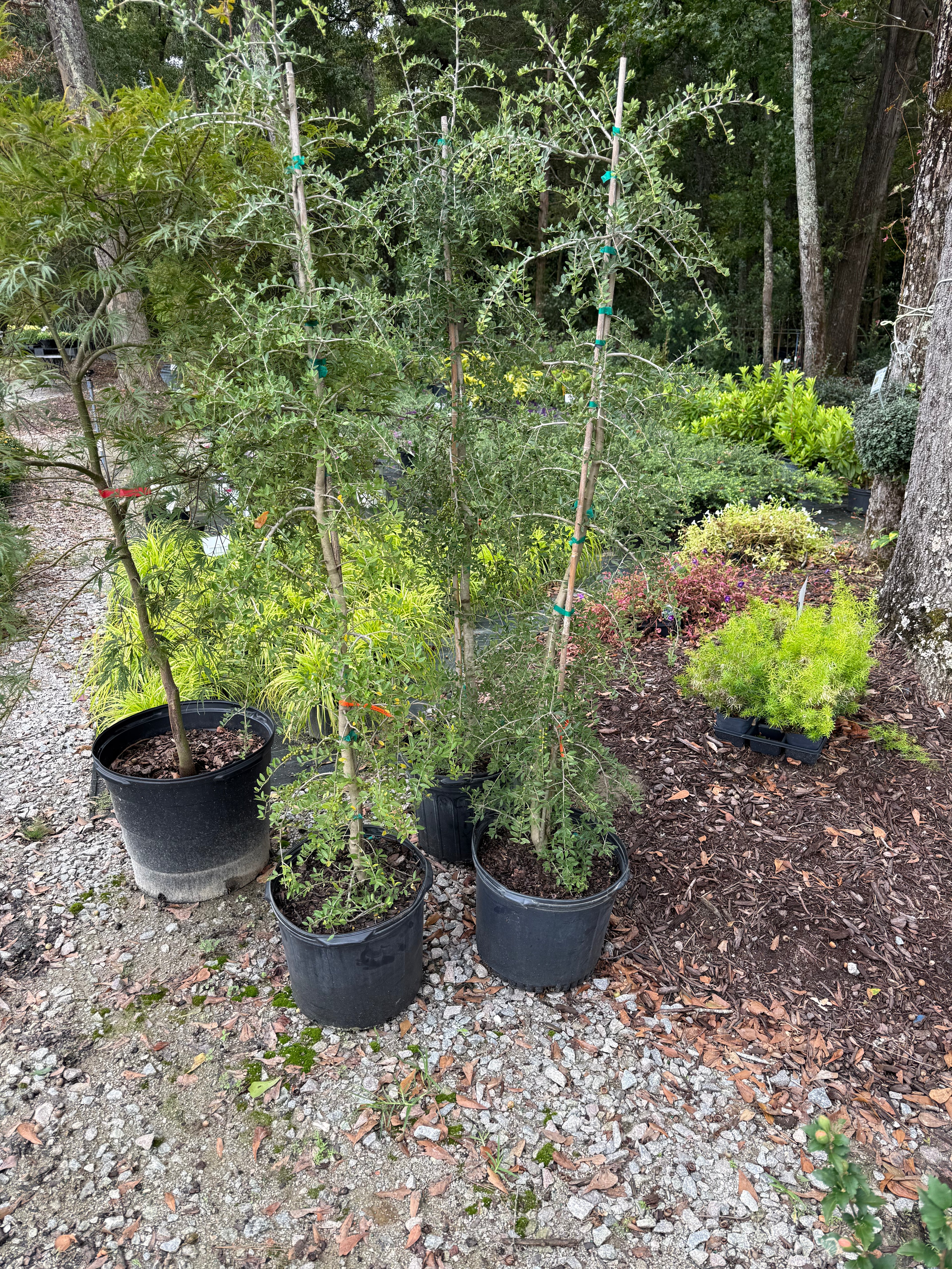 Weeping Yaupon Holly