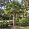 Windmill Palm