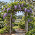 Wisteria Amethyst Falls