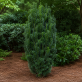 Yew Fastigiata